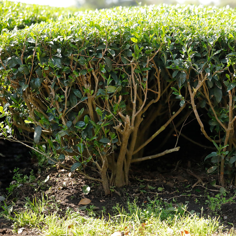 Onizuka Shincha Yutaka Midori hover image