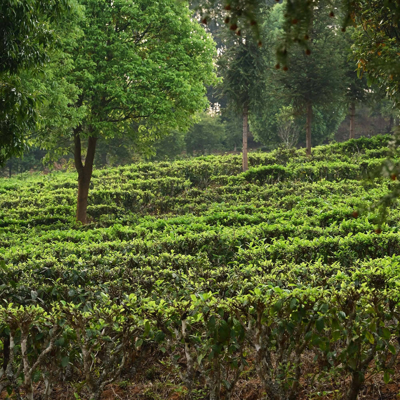 Jasmine Silver Needles hover image