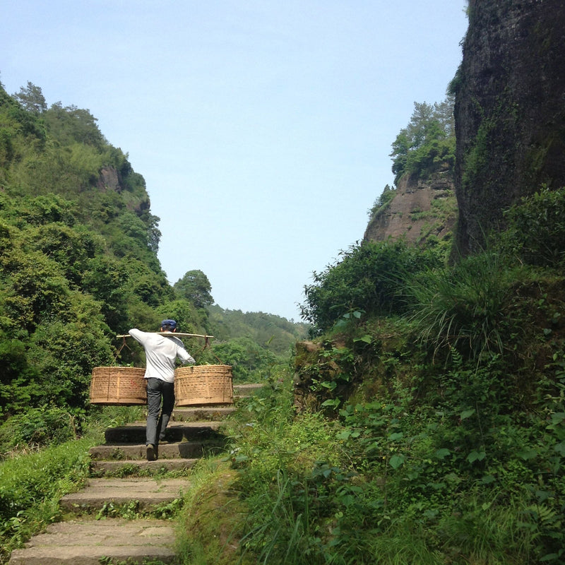 Wuyi Oolong Huang Guan Yin hover image