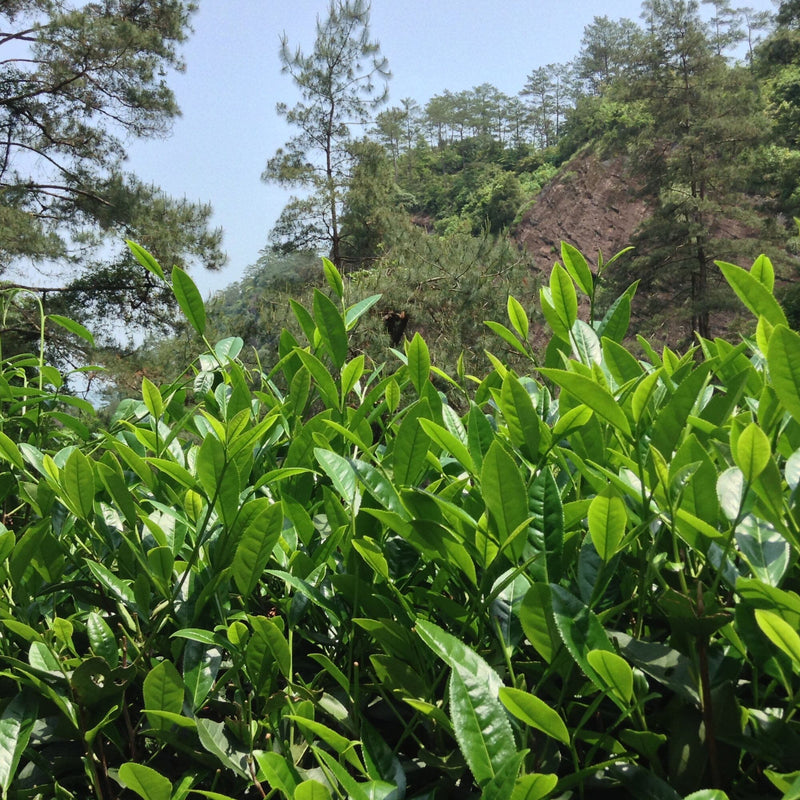 Wuyi Oolong Jin Mu Dan hover image