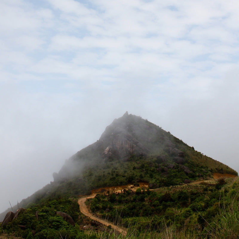 Phoenix Dancong Zhi Lan Xiang hover image