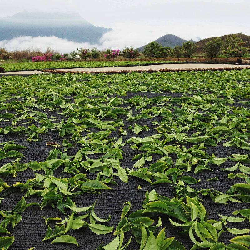 Phoenix Dancong Ao Fu Hou hover image