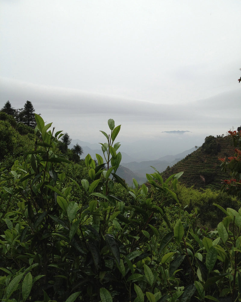 Phoenix Dancong Mi Lan Xiang hover image