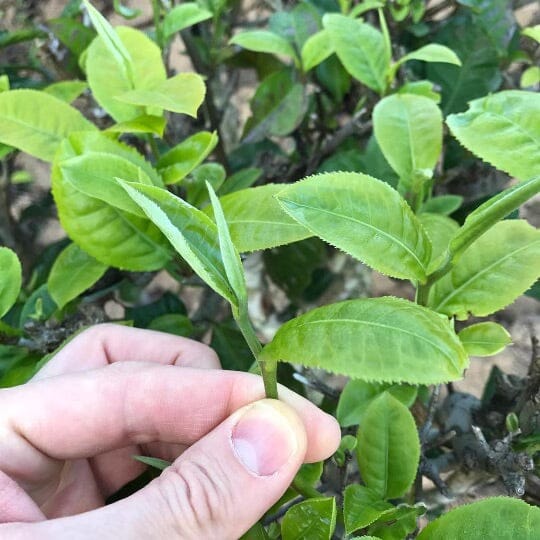 Rose Scented Silver Needles hover image