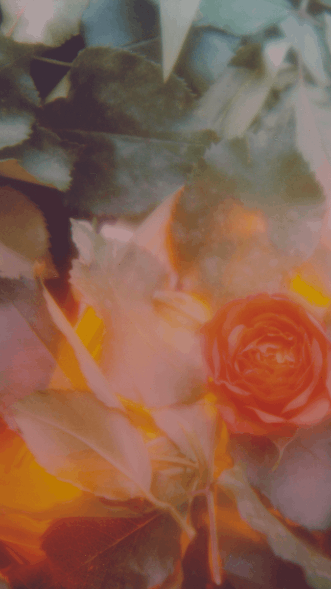 Close-up of a vibrant flower with a blurred background